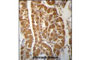 ROBLD3 Antibody (Center) (ABIN657261 and ABIN2846356) immunohistochemistry analysis in formalin fixed and paraffin embedded human stomach tissue followed by peroxidase conjugation of the secondary antibody and DAB staining. (LAMTOR2 antibody  (AA 41-70))