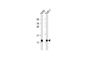 All lanes : Anti-CRIP1 Antibody (C-term) at 1:8000 dilution Lane 1: T47D whole cell lysate Lane 2: THP-1 whole cell lysate Lysates/proteins at 20 μg per lane. (CRIP1 antibody  (C-Term))