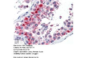 Immunohistochemistry with Human Testis lysate tissue at an antibody concentration of 5. (GSC antibody  (N-Term))