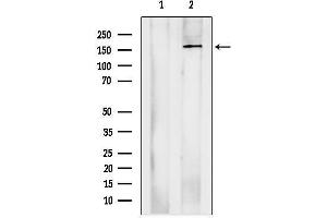anti-Adenylate Cyclase 10 (Soluble) (ADCY10) (N-Term) antibody