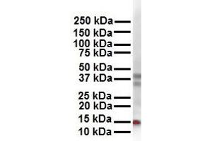 Western Blotting (WB) image for anti-Cbp/p300-Interacting Transactivator, with Glu/Asp-Rich Carboxy-terminal Domain, 2 (CITED2) (N-Term) antibody (ABIN2780743)