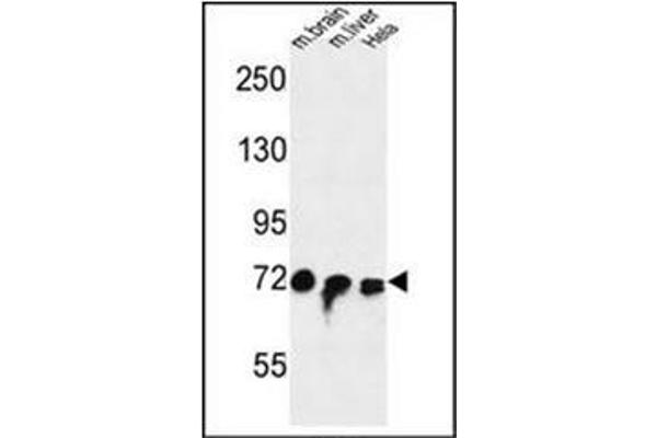 STRIP1 antibody  (Middle Region)