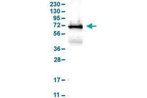 Western Blot analysis of human cell line RT-4.