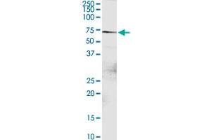 DTX2 MaxPab rabbit polyclonal antibody. (DTX2 antibody  (AA 1-622))