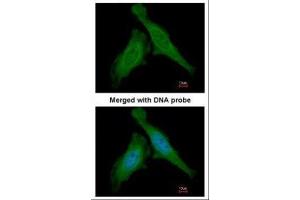 ICC/IF Image Immunofluorescence analysis of paraformaldehyde-fixed HeLa, using DDB1, antibody at 1:200 dilution. (DDB1 antibody  (C-Term))
