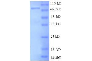 Intercellular Adhesion Molecule 1 (ICAM1) (AA 28-480), (partial) protein (GST tag) (ICAM1 Protein (AA 28-480, partial) (GST tag))