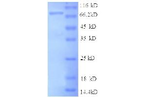 Intercellular Adhesion Molecule 1 (ICAM1) (AA 28-480), (partial) protein (GST tag)