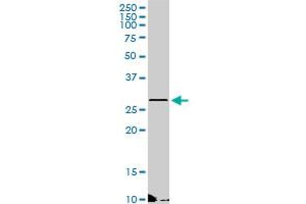 ZNF511 antibody  (AA 1-252)