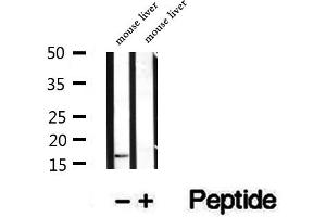 Western blot analysis of extracts of mouse liver tissue, using PRX5 antibody.