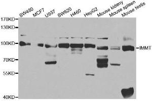 Western blot analysis of extracts of various cell lines, using IMMT antibody. (IMMT antibody  (AA 120-270))