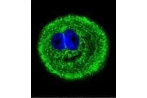 Confocal immunofluorescent analysis of MYO6 Antibody (C-term) Cat. (Myosin VI antibody  (C-Term))