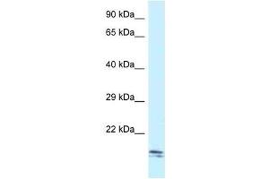 Western Blot showing Sec11c antibody used at a concentration of 1. (SEC11C antibody  (C-Term))