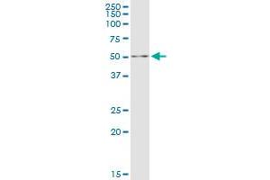 DALRD3 MaxPab polyclonal antibody. (DALRD3 antibody  (AA 1-543))