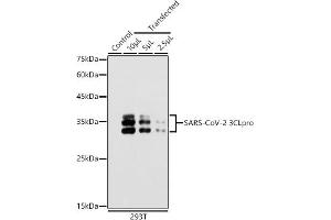 Western blot analysis of extracts of 293T cells, using SARS-CoV-2 3CLpro antibody (ABIN7270151) at 1:5000 dilution. (SARS-Coronavirus Nonstructural Protein 8 (SARS-CoV NSP8) antibody)
