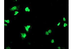 Anti-PPARA mouse monoclonal antibody (ABIN2455022) immunofluorescent staining of COS7 cells transiently transfected by pCMV6-ENTRY PPARA (RC216176). (PPARA antibody  (AA 145-420))
