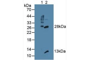 Western blot analysis of (1) Mouse Thymus Tissue and (2) Mouse Lymph Node Tissue.