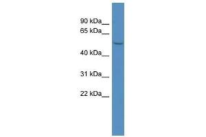 MAGEL2 antibody used at 0. (MAGE-Like 2 antibody  (C-Term))