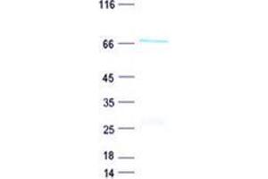 Testis Specific, 10 Interacting Protein (TSGA10IP) protein (His tag)