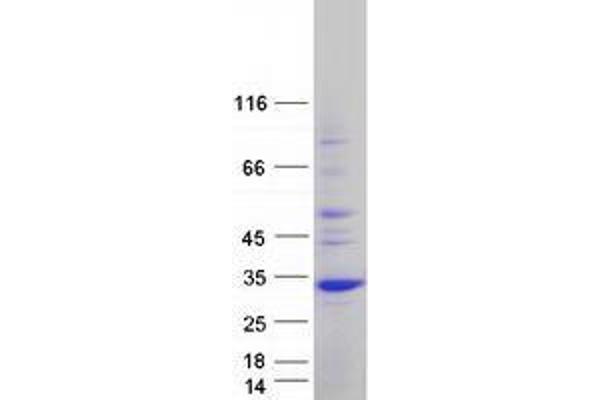 UNC119 Protein (Transcript Variant 2) (Myc-DYKDDDDK Tag)