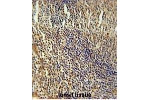 MEF2A Antibody (Center) (ABIN653206 and ABIN2842748) immunohistochemistry analysis in formalin fixed and paraffin embedded human tonsil tissue followed by peroxidase conjugation of the secondary antibody and DAB staining.
