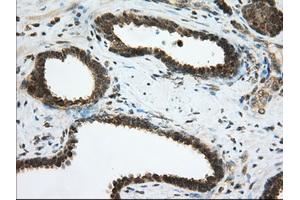 Immunohistochemical staining of paraffin-embedded Human pancreas tissue using anti-PDE4A mouse monoclonal antibody.