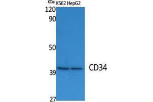 Western Blot (WB) analysis of specific cells using CD34 Polyclonal Antibody. (CD34 antibody  (Internal Region))