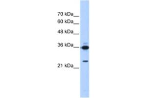 Western Blotting (WB) image for anti-Small Nuclear RNA Activating Complex, Polypeptide 2, 45kDa (SNAPC2) antibody (ABIN2463867) (SNAPC2 antibody)