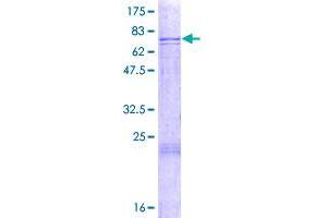 Cathepsin F Protein (CTSF) (AA 1-484) (GST tag)