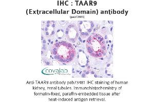 Image no. 1 for anti-Trace Amine Associated Receptor 9 (TAAR9) (2nd Extracellular Domain) antibody (ABIN1739868)