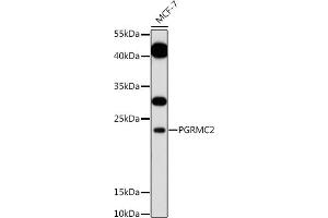 Western blot analysis of extracts of MCF-7 cells, using PGRMC2 antibody (ABIN7269534) at 1:1000 dilution. (PGRMC2 antibody)