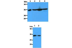 Western blot analysis The Recombinant Human Annexin A1 (10ng) and Cell lysates (40ug) were resolved by SDS-PAGE, transferred to PVDF membrane and probed with anti-human Annexin A1 antibody (1:3000).