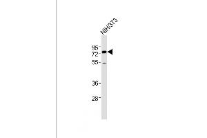 All lanes : Anti-ASH2L Antibody (Center) at 1:2000 dilution + NIH/3T3 whole cell lysates Lysates/proteins at 20 μg per lane. (ASH2L antibody  (AA 347-382))