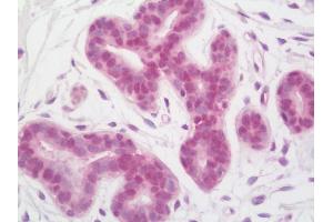 Anti-INO80 antibody IHC staining of human breast. (INO80 antibody  (AA 1400-1450))