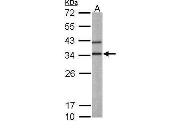 BPNT1 antibody