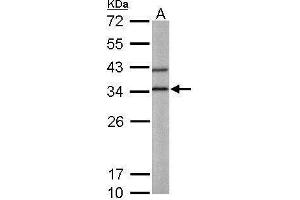 WB Image Sample (50 ug of whole cell lysate) A: Mouse liver 12% SDS PAGE antibody diluted at 1:1000 (BPNT1 antibody)
