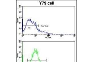 Flow cytometric analysis of Y79 cells using Beclin 1 (BECN1/G6) Antibody  (bottom histogram) compared to a negative control cell (top histogram). (Beclin 1 antibody  (AA 210-239))