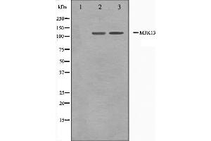 Western blot analysis on 293 and HepG2 cell lysate using M3K13 Antibody.