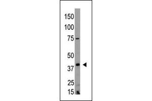 The anti-EDG4 N-term Antibody (ABIN390085 and ABIN2840604) is used in Western blot to detect EDG4 in HL60 lysate. (EDG4 antibody  (N-Term))