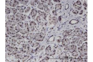 Immunoperoxidase of monoclonal antibody to PMFBP1 on formalin-fixed paraffin-embedded human pancreas. (PMFBP1 antibody  (AA 99-197))