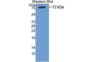 Western blot analysis of the recombinant protein. (HSPA1B antibody  (AA 1-642))