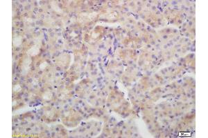 Formalin-fixed and paraffin embedded mouse kidney labeled with Rabbit Anti AQP4 Polyclonal Antibody, Unconjugated (ABIN671181) at 1:200 followed by conjugation to the secondary antibody and DAB staining (Aquaporin 4 antibody  (AA 271-323))