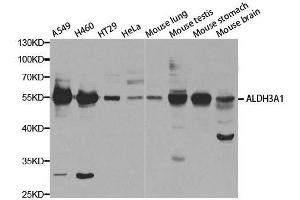 Western blot analysis of extracts of various cell lines, using ALDH3A1 antibody. (ALDH3A1 antibody  (AA 1-300))