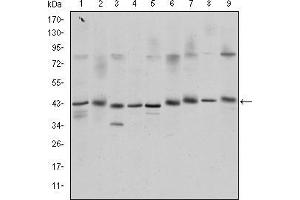 Western blot analysis using CREB1 mouse mAb against K562 (1), Jurkat (2), L1210 (3), HEK293 (4), A431 (5), Hela (6), Cos7 (7), PC-12 (8), and NIH/3T3 (9) cell lysate. (CREB1 antibody)