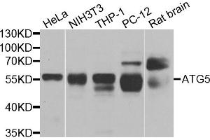 Western blot analysis of extracts of various cell lines, using ATG5 antibody. (ATG5 antibody)