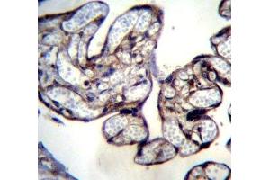 BNIP2 antibody immunohistochemistry analysis in formalin fixed and paraffin embedded human placenta tissue. (BNIP2 antibody  (AA 285-316))