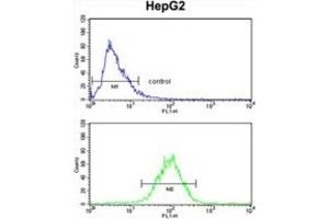 Flow Cytometry (FACS) image for anti-Signal Peptidase Complex Subunit 3 Homolog (SPCS3) antibody (ABIN3002742) (SPCS3 antibody)