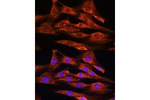 Immunofluorescence analysis of NIH/3T3 cells using FSTL1 antibody (ABIN7267227) at dilution of 1:100. (FSTL1 antibody  (AA 1-308))