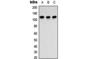 Western blot analysis of TSHZ3 expression in MCF7 (A), Raw264. (TSHZ3 antibody  (Center))