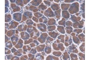 DAB staining on IHC-P; Samples: Mouse Stomach Tissue (CREG1 antibody  (AA 75-220))