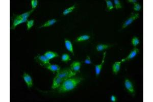 Immunofluorescence (IF) image for anti-NRBP2 (NRBP2) (AA 12-258) antibody (ABIN7161918)